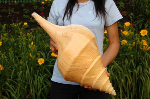 Largest Seashell