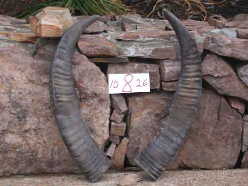 Image 0 of Matched Set Of Water Buffalo Horns